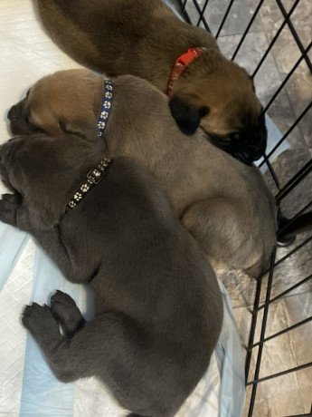 cane-corso-puppies-for-sale-big-1