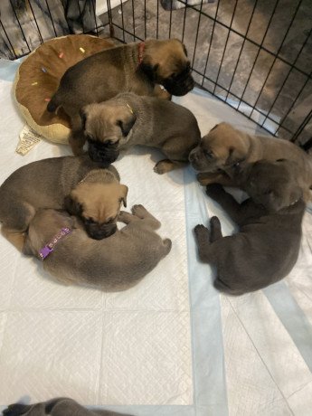 cane-corso-puppies-for-sale-big-0