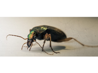 Top-Notch Commercial Pest Control for Your Business