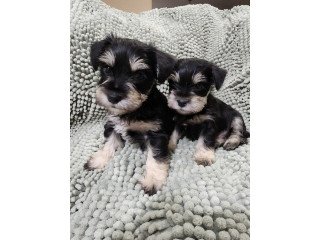 Miniature Schnauzer Puppies For Sale