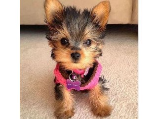 Yorkshire Terrier Puppies For Sale