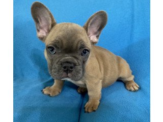 French Bulldog Puppies For Sale