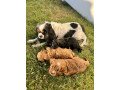 cavapoo-puppies-for-sale-small-0