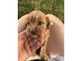 cavapoo-puppies-for-sale-small-1