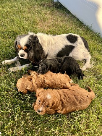 cavapoo-puppies-for-sale-big-0