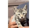 bengal-cats-for-sale-small-1