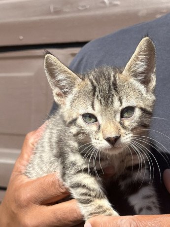 bengal-cats-for-sale-big-1