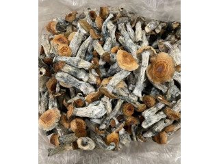 Psilocybe Cyanescens Wavy Caps