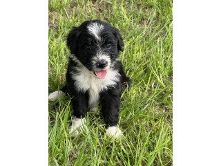 Aussie Doodles Puppies For Sale