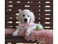 golden-retriever-puppies-for-sale-small-0