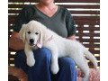 golden-retriever-puppies-for-sale-small-1