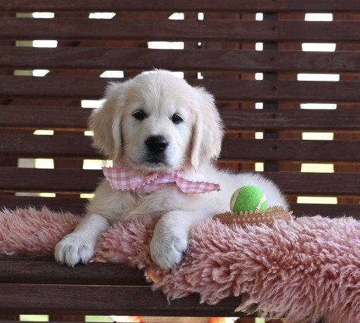 golden-retriever-puppies-for-sale-big-0