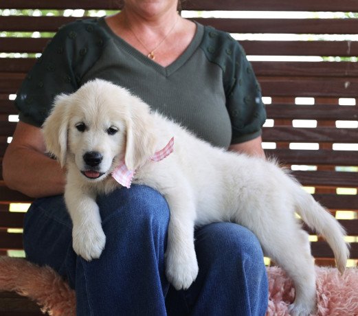 golden-retriever-puppies-for-sale-big-1