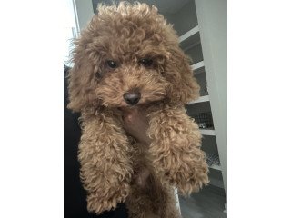 Cavapoo  Puppies  For  Sale