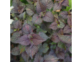 shiso-red-perilla-perilla-frutescens-1000-seeds-easy-to-grow-og-organic-small-0