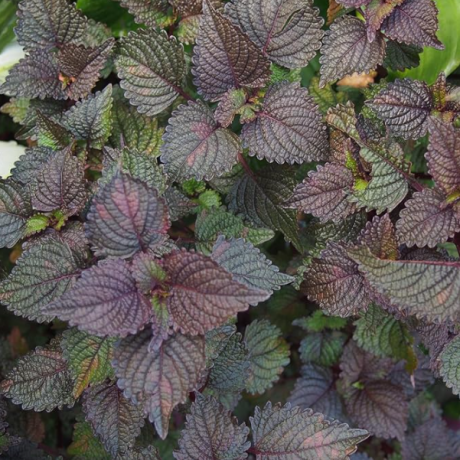 shiso-red-perilla-perilla-frutescens-1000-seeds-easy-to-grow-og-organic-big-0