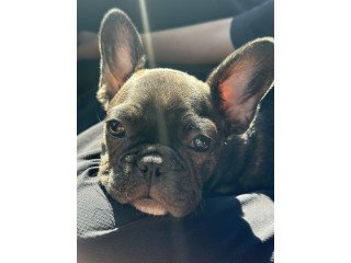 French  Bulldog    Puppies    For    Sale