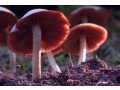 welcome-to-buy-magic-mushroom-usa-small-0