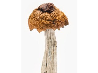 Buy Martinique Mushrooms