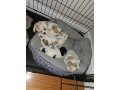 miniature-poodle-puppies-for-sale-small-0