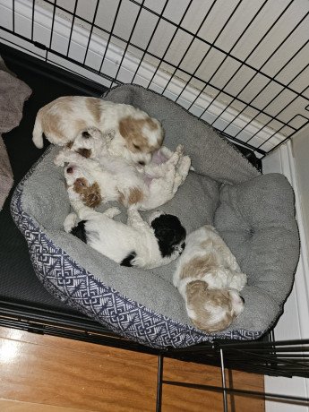 miniature-poodle-puppies-for-sale-big-0