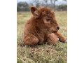 buy-scottish-fluffy-miniature-highland-calves-and-calves-2500-small-0