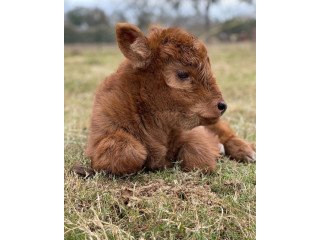 Buy Scottish Fluffy Miniature Highland Calves and Calves ($2500)