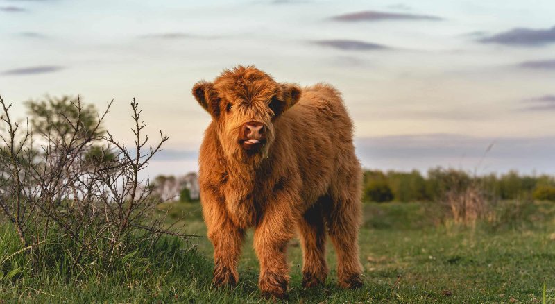 buy-scottish-fluffy-miniature-highland-calves-and-calves-2500-big-1