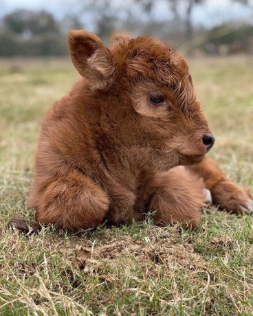 buy-scottish-fluffy-miniature-highland-calves-and-calves-2500-big-0