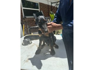 Doberman   Pinscher   Puppies   For    Sale