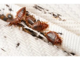 Bed Bugs Control Services in Maine