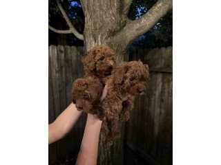 Poodle Puppies For Sale