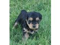 yorkiepoo-puppies-for-sale-small-1