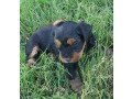 yorkiepoo-puppies-for-sale-small-0