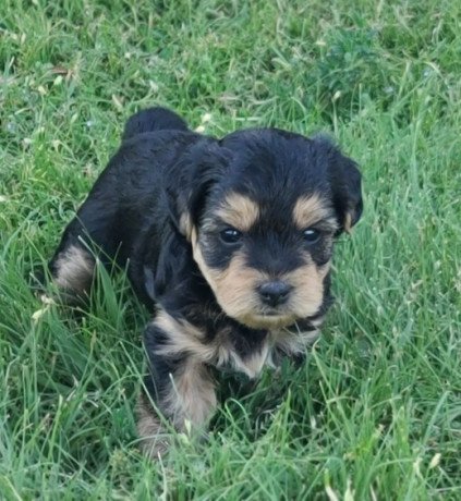 yorkiepoo-puppies-for-sale-big-1