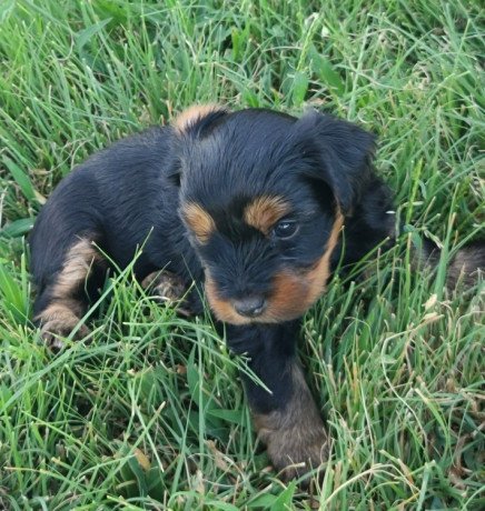 yorkiepoo-puppies-for-sale-big-0