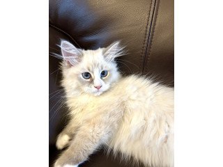 Siberian Cats For Sale