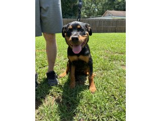 Rottweiler    Puppies     For     Sale