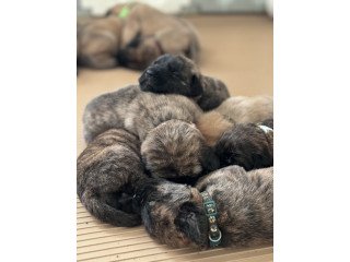 English Mastiff Puppies For Sale