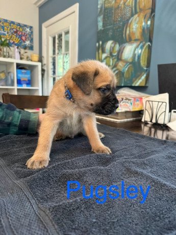 english-mastiff-puppies-for-sale-big-1