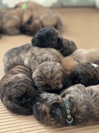 english-mastiff-puppies-for-sale-big-0