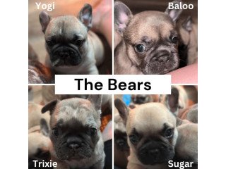 French   Bulldog    Puppies   For   Sale