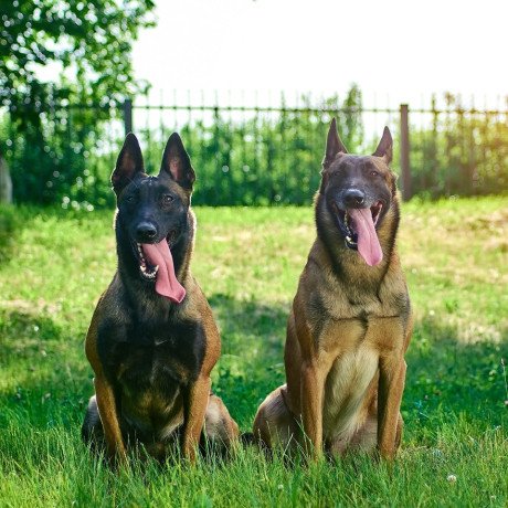 german-shepherd-protection-dogs-for-sale-big-1