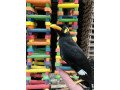 buy-indian-hill-mynahs-online-greater-indian-hill-mynah-for-sale-small-0