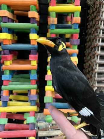 buy-indian-hill-mynahs-online-greater-indian-hill-mynah-for-sale-big-0