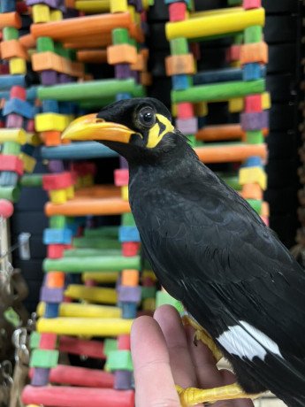 buy-indian-hill-mynahs-online-greater-indian-hill-mynah-for-sale1-big-0