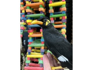 Buy Indian Hill Mynahs online, greater Indian Hill Mynah for sale..