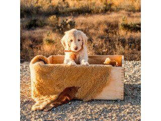 Goldendoodle Ventura County