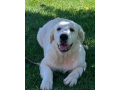 golden-retriever-breeders-california-small-0