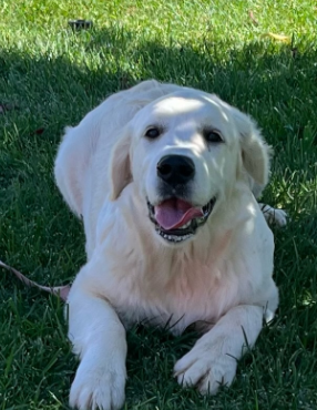 golden-retriever-breeders-california-big-0